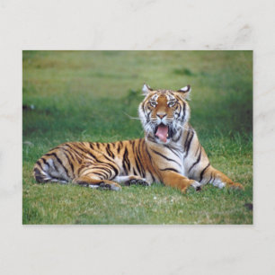 Yawning Tiger Postcard