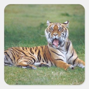 Yawning Tiger Square Sticker