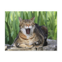 Yawning Tired Kitty Cat Cute Fun Postcard