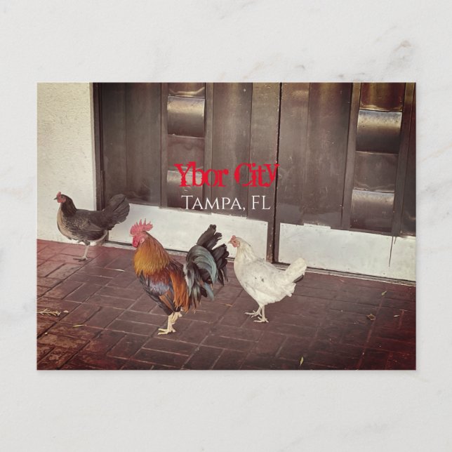 Ybor City, Tampa FLORIDA Postcard (Front)