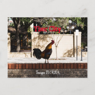 Ybor City, Tampa FLORIDA  Postcard