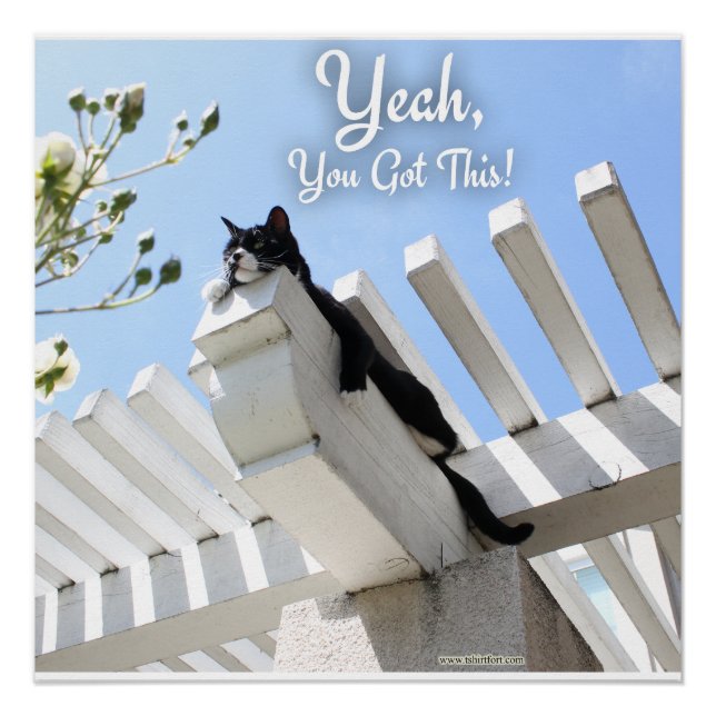 Yeah You Got This Encouragement Cat Photo  Poster (Front)