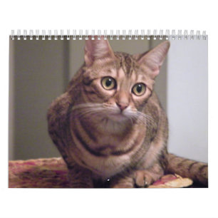 Year of the Bengal Cat Calendar