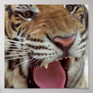 Year of Tiger Poster Print