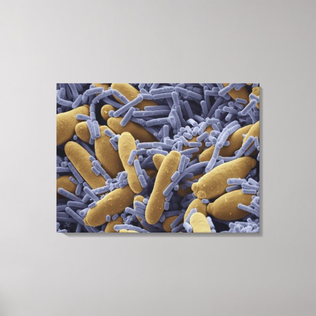 Yeasts and bacteria in kefir milk canvas print (Front)
