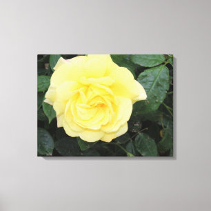 Yello Rose Canvas Print