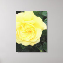 Yello Rose