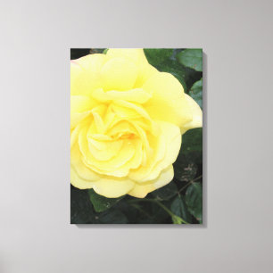 Yello Rose Canvas Print