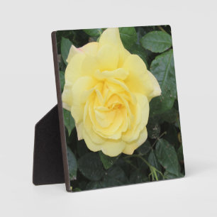 Yello Rose Plaque