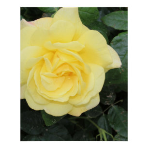 Yello Rose Poster