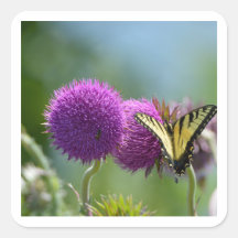 Yello Swallow Tail Butterfly