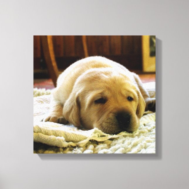 yellow 2 lab puppy canvas print (Front)