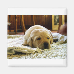 yellow 2 lab puppy magnet