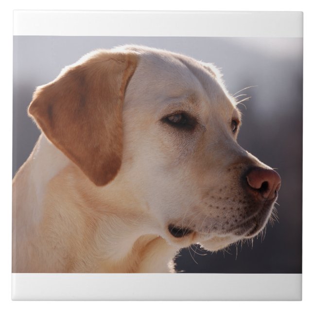 yellow 3 Labrador_Retriever.png Tile (Front)
