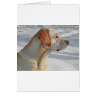 yellow 4 lab