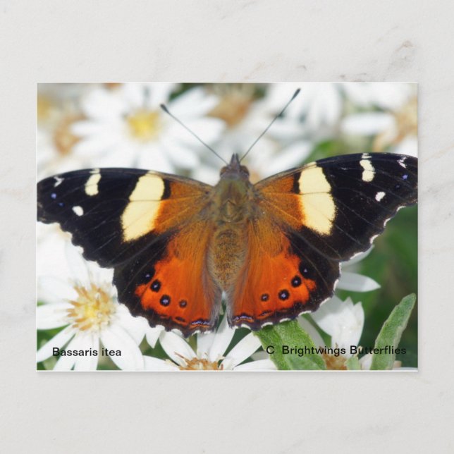 Yellow Admiral butterfly Postcard (Front)