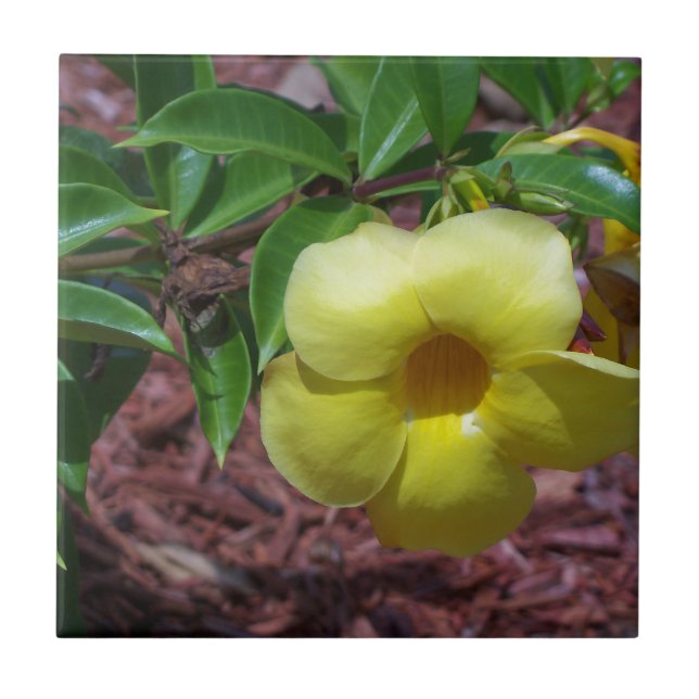 Yellow Alamanda flower Tile (Front)
