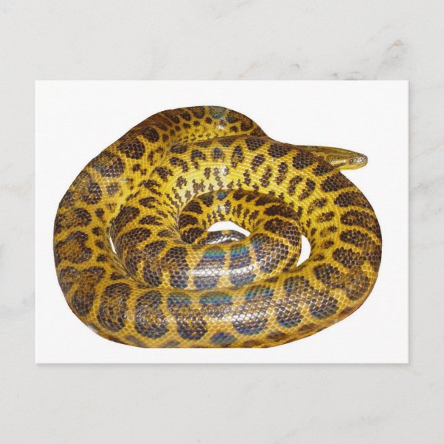 Yellow Anaconda Postcard (Front)