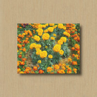 Yellow and Bicolored Marigolds in a Flower Garden