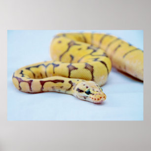 Yellow and Black Ball Python 2 Poster
