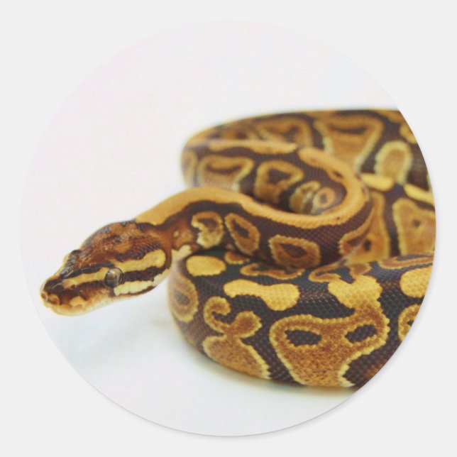 Yellow and Black Ball Python Classic Round Sticker (Front)