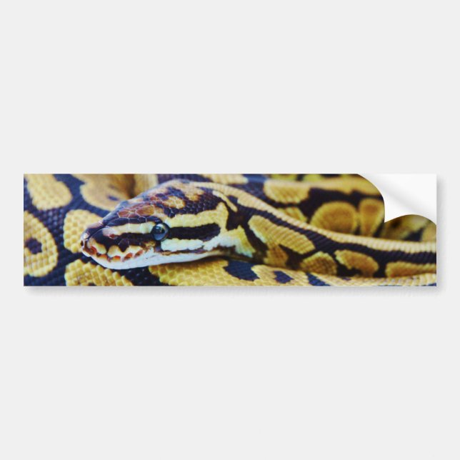 Yellow and Black Ball Python Resting Bumper Sticker (Front)