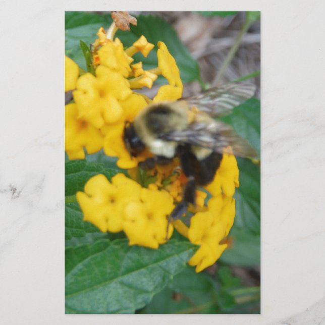 yellow and black Bee on yellow flower Stationery (Front)