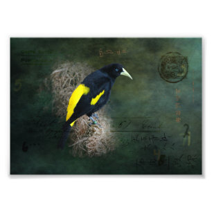 Yellow and Black Bird Fine Art Photography Photo Print