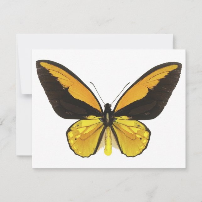 Yellow and Black Butterfly (Front)