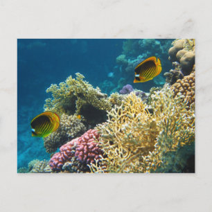 Yellow and Black Butterfly Fish Postcard