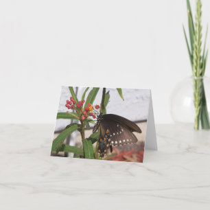 Yellow and black swallowtail butterfly on a card