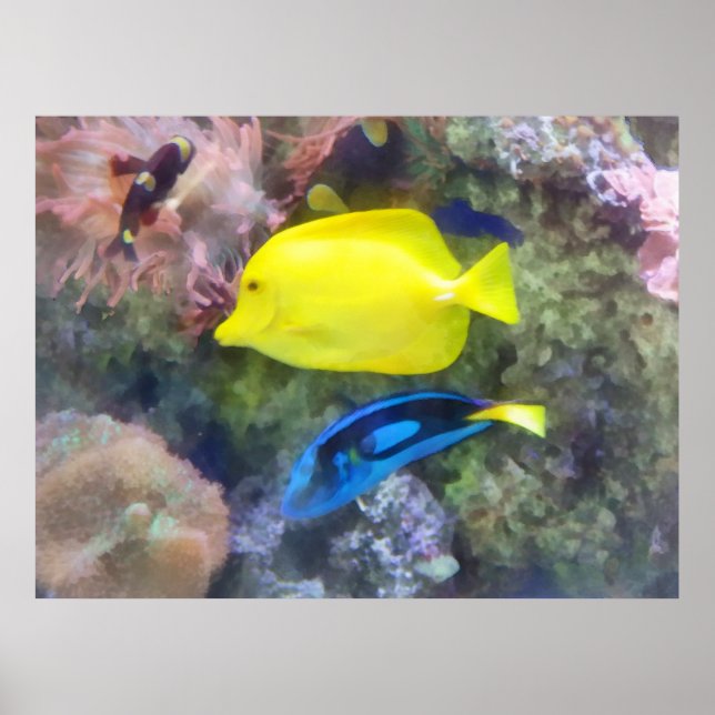 Yellow and Blue Tang Fish Poster (Front)