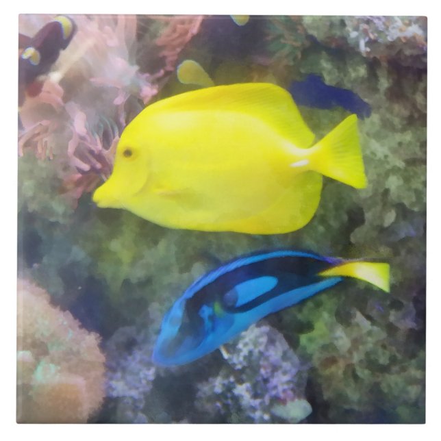 Yellow and Blue Tang Fish Tile (Front)