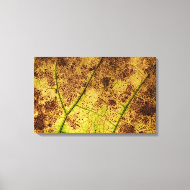 Yellow and Brown Dying Macro Leaf Canvas Print (Front)