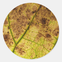 Yellow and Brown Dying Macro Leaf