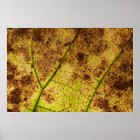 Yellow and Brown Dying Macro Leaf