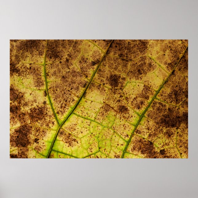 Yellow and Brown Dying Macro Leaf Poster (Front)