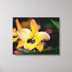 Yellow and Brown Orchid Canvas Print