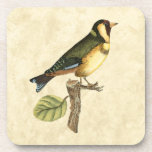 Yellow and Green Bird Perched on a Little Branch Coaster<br><div class="desc">This engraved-inspired print displays sharp,  vivid images with a high degree of colour accuracy. The neutral background helps emphasise the colours of the bird. Customise your favourite Zazzle product using this beautiful image.</div>