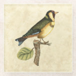 Yellow and Green Bird Perched on a Little Branch Glass Coaster<br><div class="desc">This engraved-inspired print displays sharp,  vivid images with a high degree of colour accuracy. The neutral background helps emphasise the colours of the bird. Customise your favourite Zazzle product using this beautiful image.</div>