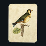 Yellow and Green Bird Perched on a Little Branch Magnet<br><div class="desc">This engraved-inspired print displays sharp,  vivid images with a high degree of colour accuracy. The neutral background helps emphasise the colours of the bird. Customise your favourite Zazzle product using this beautiful image.</div>