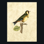 Yellow and Green Bird Perched on a Little Branch Poster<br><div class="desc">This engraved-inspired print displays sharp,  vivid images with a high degree of colour accuracy. The neutral background helps emphasise the colours of the bird. Customise your favourite Zazzle product using this beautiful image.</div>