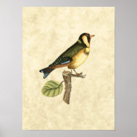 Yellow and Green Bird Perched on a Little Branch