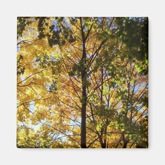 Yellow and Green Fall Foliage Magnet (Front)