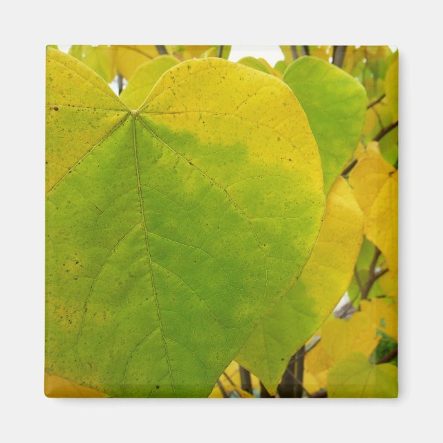 Yellow and Green Redbud Leaves Magnet (Front)