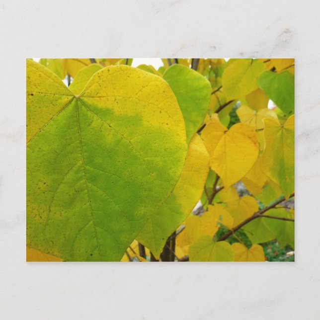 Yellow and Green Redbud Leaves Postcard (Front)