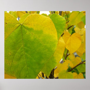 Yellow and Green Redbud Leaves Poster