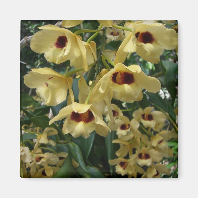 Yellow and Maroon Orchids Elegant Floral Magnet (Front)