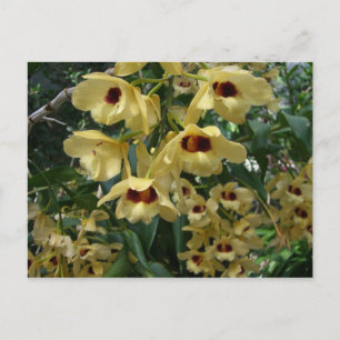 Yellow and Maroon Orchids Elegant Floral Postcard