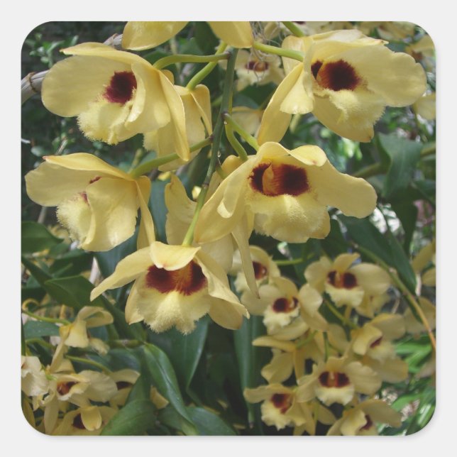 Yellow and Maroon Orchids Elegant Floral Square Sticker (Front)